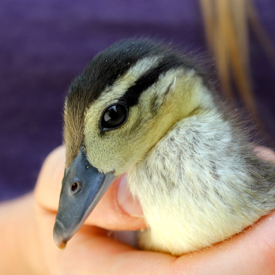 duckling_syd